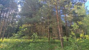 в продаже ЛЕСНОЙ участок 15 соток д.Красный Огорок