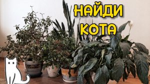 Коты, которые играют в прятки