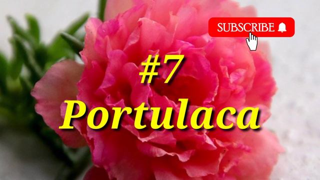 Top 10 hanging basket plants