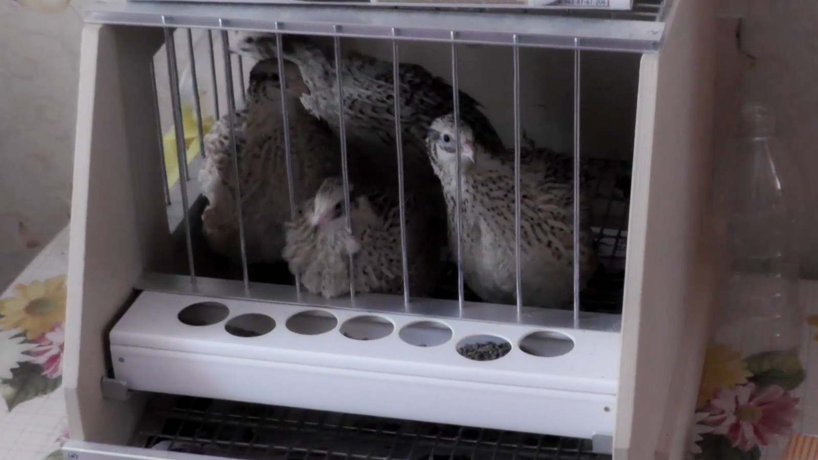 Клетка для перепелов ч.3 смотреть онлайн