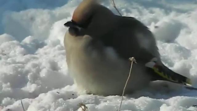 Свиристель в нашем саду ищет плоды черёмухи под снегом смотреть онлайн