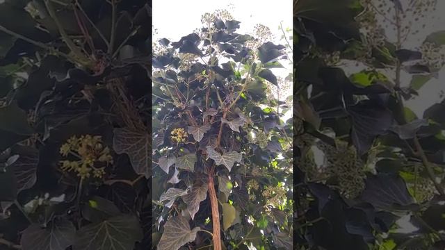 Плющ смотреть онлайн