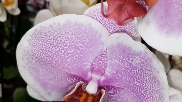 ОРХИДЕИ В БАУЦЕНТРЕ/18.06.23/ смотреть онлайн