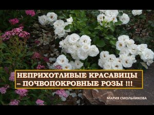 Неприхотливые красавицы - ПОЧВОПОКРОВНЫЕ РОЗЫ !!! Сорта и особенности.