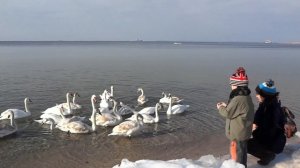 Где зимуют лебеди?