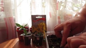 Пересаживаю Доротеантус Почвопокровный однолетник