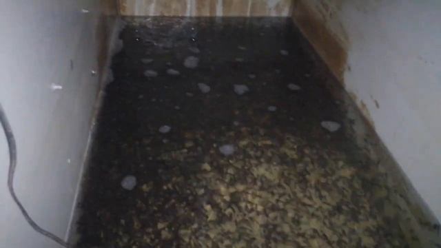 Моя лучшая инкубация икры клариевого сома смотреть онлайн