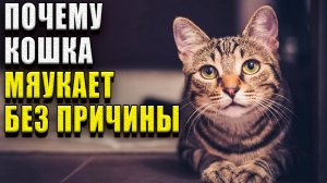 Почему кошка мяукает без причины