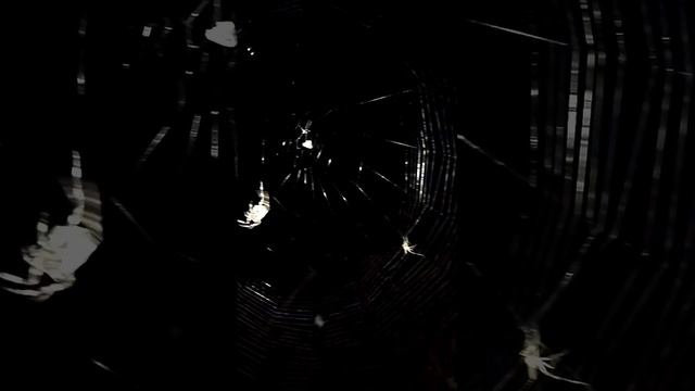 Угловатый паук крестовик. ? смотреть онлайн