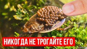Опасный водяной жук, к которому нельзя прикасаться! Бегите, если заметили!