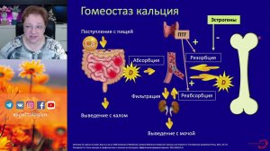 Кому и зачем принимать кальций во время беременности