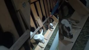 кормление коз, зерносмесь и гранулы люцерны.