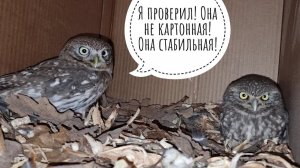 Сыч Лучик в гостях у сыча Кутуши. Стабильность и непоколебимость маленькой хмурой совы