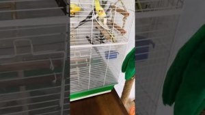 Чехол на клетку попугаям 2 часть