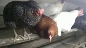 зачем курам зеркало?