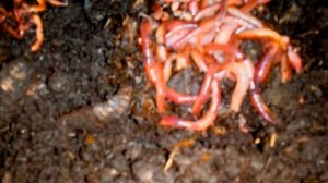 ПАН18 Разведение червей Дендробены в свежих опилках. Хвойные опилки для червей