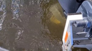 Обкатка WINDBOAT 4.0 Evo и мотора YAMAHA 9.9- 20 4 такта бамбовый комплек Не регистрат!!!