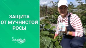 БЕЖИМ ОТ МУЧНИСТОЙ РОСЫ. SOS! Патогены активировались.