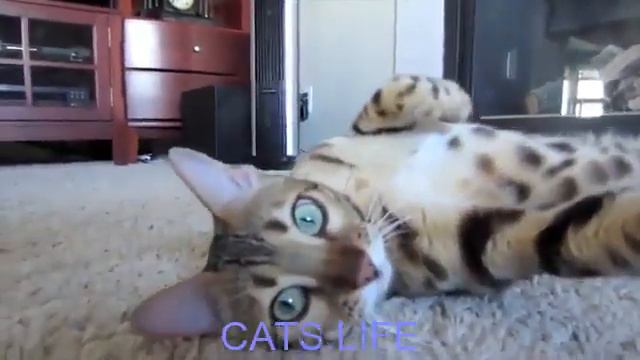 CATS LIFE - cats are amazing смотреть онлайн
