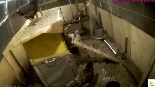 Куротеплица ночью смотреть онлайн