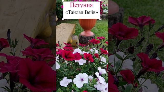 Петуния «Тайдал Вейв»💐