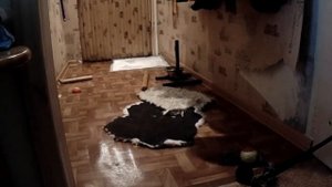 щенок с чего начинать
