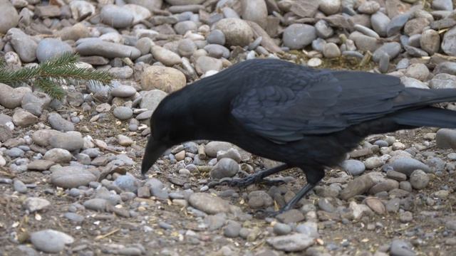 Murder Of Crows смотреть онлайн