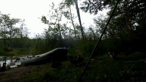 Как приручить диких уток