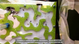 инструкция по уходу за муравьями в муравьиной ферме Formic