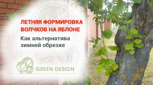 Летняя формировка волчков на яблоне, как альтернатива зимней обрезке!