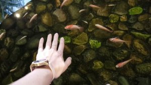 Sanya South China hotel. БЕСПЛАТНЫЙ пилинг рыбками Fish spa pedicure. Где погулять в Дадунхае