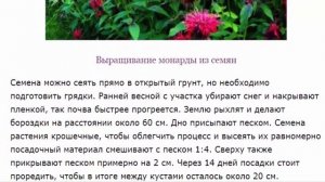 Монарда. Выращивание монарды в саду.