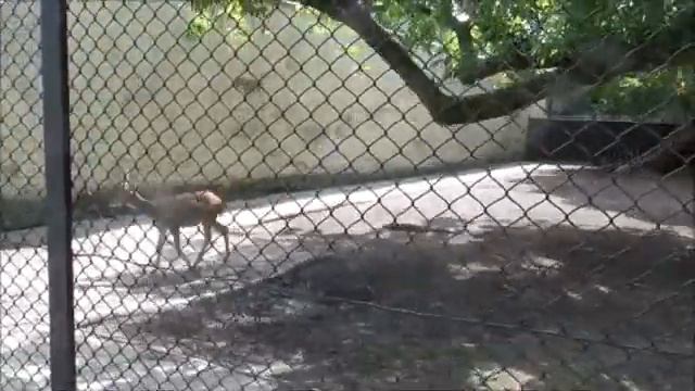 Олень Вьетнамский/Сика/  Deer Vietnamese / Sika /