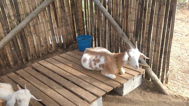 COMO CRIAR CABRA (EM PEQUENO ESPAÇO) смотреть онлайн