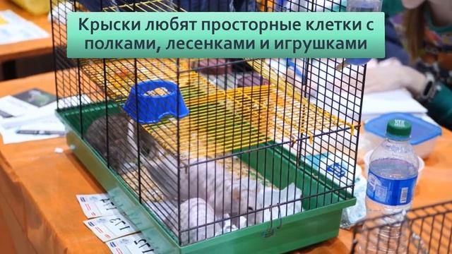 Навязанная брезгливость Мифы о том, что домашняя крыса — мерзость и инфекция смотреть онлайн