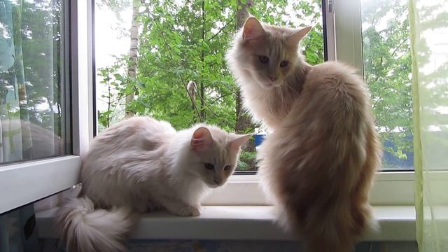 Kitten winces clicks.Котёнок вздрагивает от щелчков. смотреть онлайн