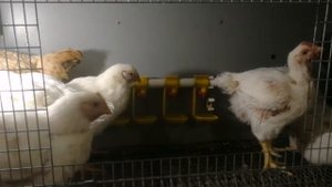 Кривошея у цыплят. Атаксия. Авитаминоз В1, В6. Бройлер Смена 9.