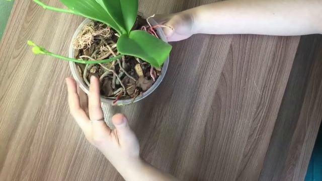Орхидея фаленопсис и конденсат на горшке