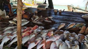 Шри Ланка, рыбный рынок Галле