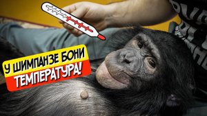 Температура у шимпанзе Бони | Бывают ли у обезьян женские дни? Дан Запашный об этом