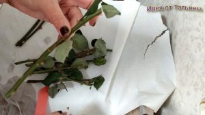 Как укоренить розу из подаренного букета