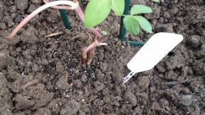 Почему клематис плохо растет и что делать