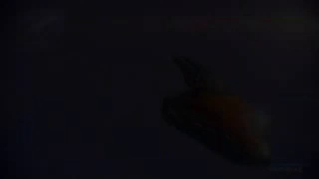 Warframe brand NEW glitch out of the map in your dojo. 2015 may 8th смотреть онлайн