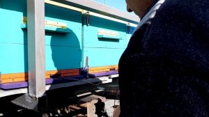 Обработка пчел от клеща дым пушкой.