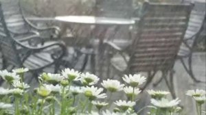 Ян Френкель Август SD