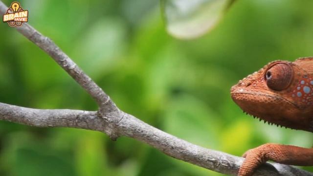 Эта черепаха живет 500 лет... Удивительный факт! смотреть онлайн