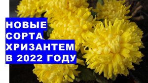 Посмотрите на наши новые сорта хризантем в 2022 году. Они великолепны и прекрасны