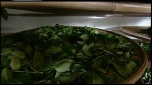 сбор чая в Китае