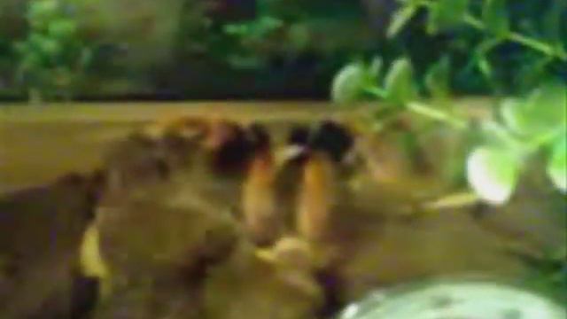 Мой паук птицеед смотреть онлайн