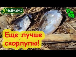 УДОБРЕНИЕ ЕЩЕ ЛУЧШЕ СКОРЛУПЫ. Ракушки для почвы и растений: плюсы и минусы необычного удобрения.